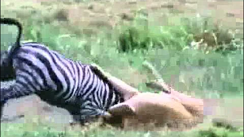 Top 10 the most beautiful animal hunts