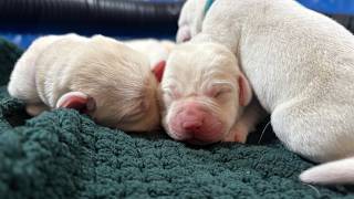 LIVE PUPPY CAM Zoey s FIRST Litter of Labrador Puppies 5 Days Old