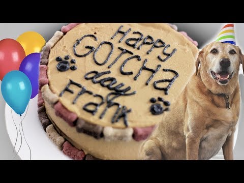 dog-friendly-birthday-cake!-|-frank