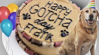 Dog Friendly Birthday Cake Franks 11Th Birthday