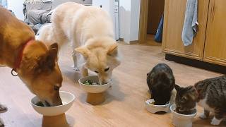 お肉やぁ～～モグモグ