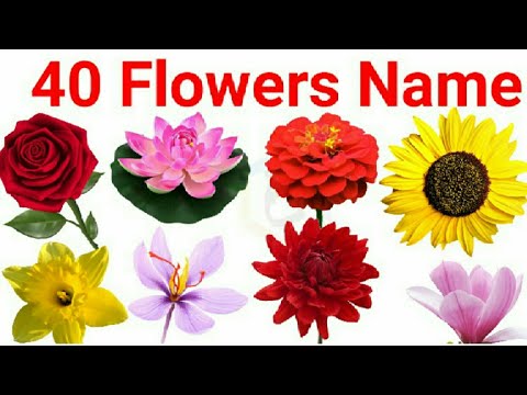 Βίντεο: Κατανοώντας το Rose Blossom Fullness