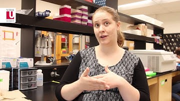 Honeybee foragers beat nurse bees on memory test, York U