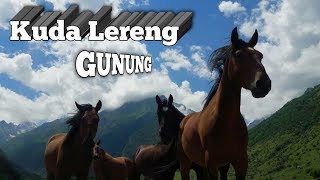 Kandang Kuda PONI di Lereng Gunung Kelud