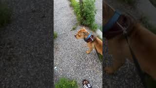 Apbt Pedigree Vs Pets