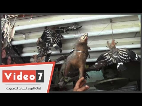 بالفيديو:  شاهد بائع  الحيوانات المحنطه  لمنع الحسد وجلب الرزق  وطرد الشياطين