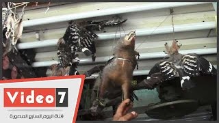 بالفيديو:  شاهد بائع  الحيوانات المحنطه  لمنع الحسد وجلب الرزق  وطرد الشياطين