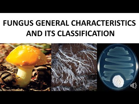 Fungus general characteristic and its classification