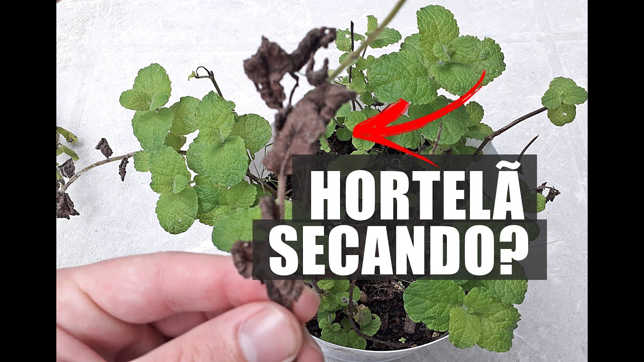 SEU PÉ DE HORTELÃ ESTÁ SECANDO? VEJA ANTES DE JOGAR FORA!