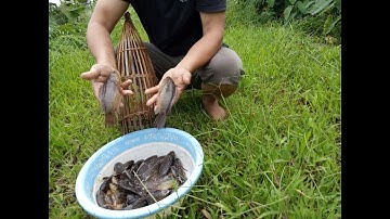 Cách làm mồi bẫy cá rô đồng cực kì hiệu quả
