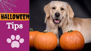 Halloween dog safety by Finn Paddy Dog Training 95 views 7 months ago 1 minute, 32 seconds