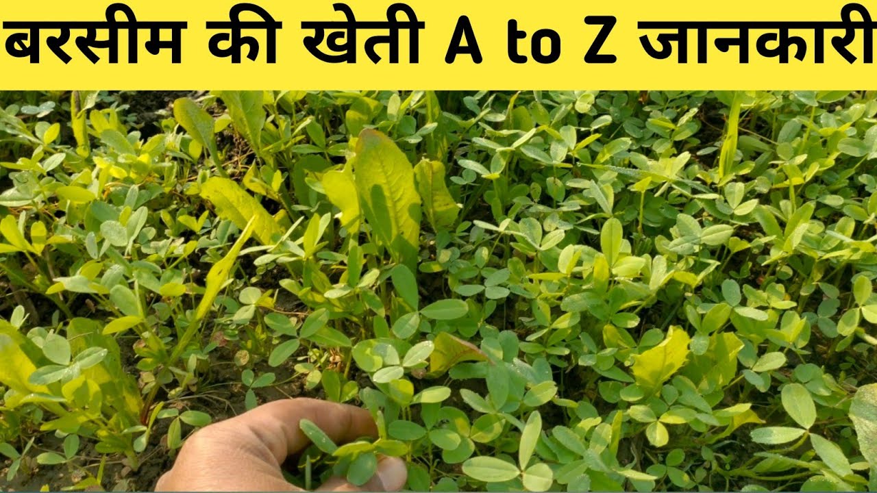 बरसीम की खेती का पूरी जानकारी 🌱🌱 berseem ki kheti kaise karen | barsim ...