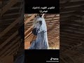 جمال الخيل العربي ما شاء الله تبارك الله اللهم صلي علي سيدنا محمد 