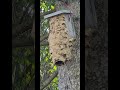 #hornissen #hornissennest #schweiz🇨🇭 #geschützt #vespacrabro