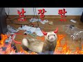 페럿을 혼자 두고 집을 비웠을 때 생기는 일 | When you leave ferret alone in the house and see what happens.