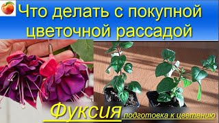 Что делать с покупной рассадой цветов, Фуксия, укореняем, уход, формирование, секреты черенкования