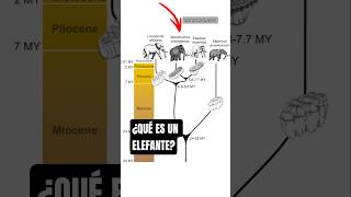 ¿Qué es un elefante?