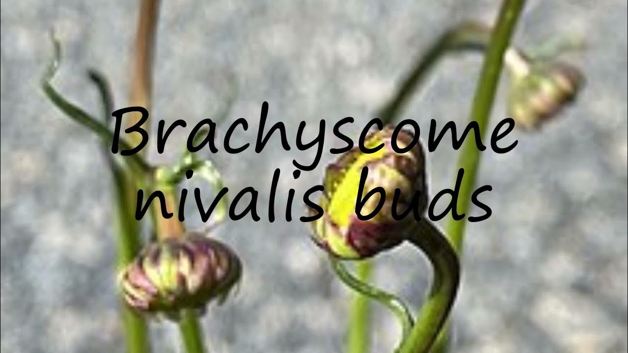 How to pronounce nivalis buds in English? YouTube