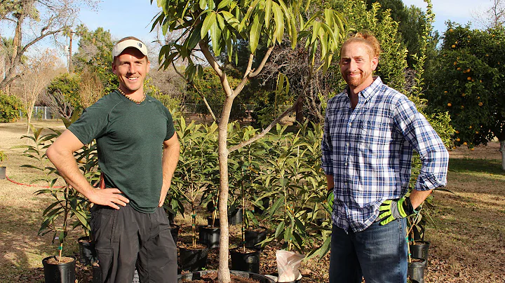 How to grow fruit trees in a container