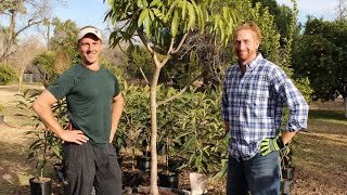 How to grow fruit trees in a container