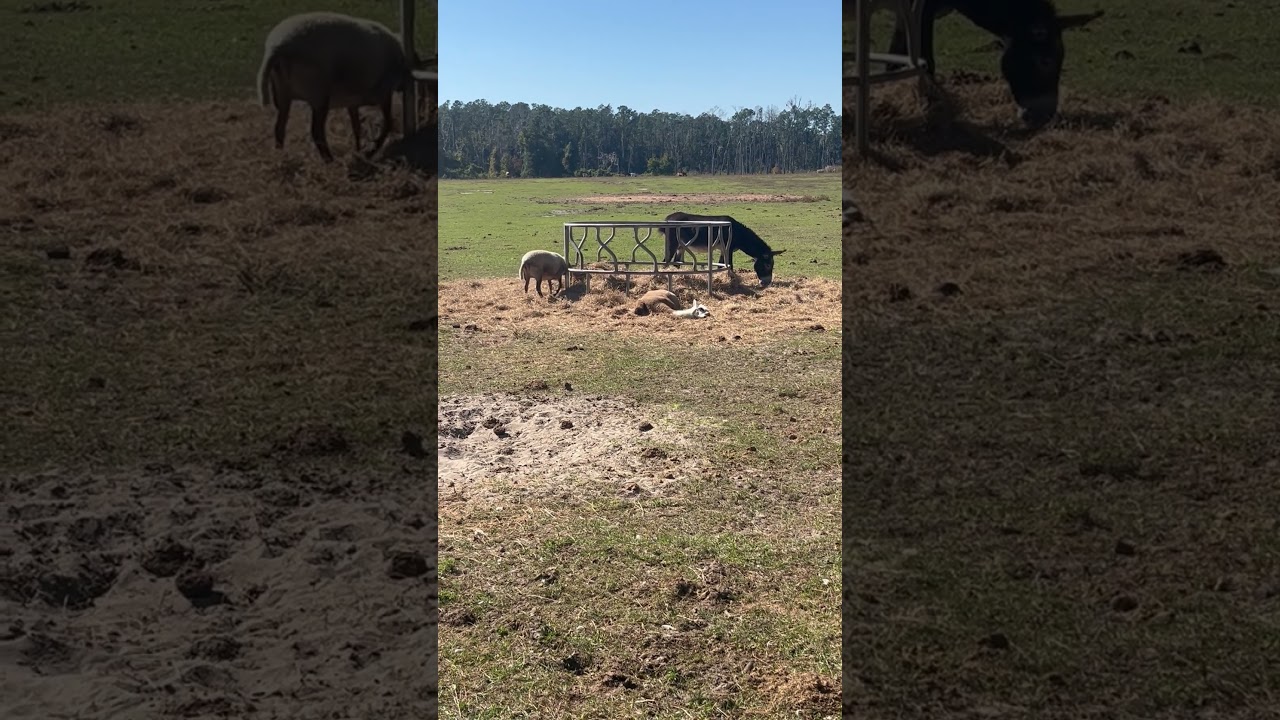 Camel Sunbathing 🌞 