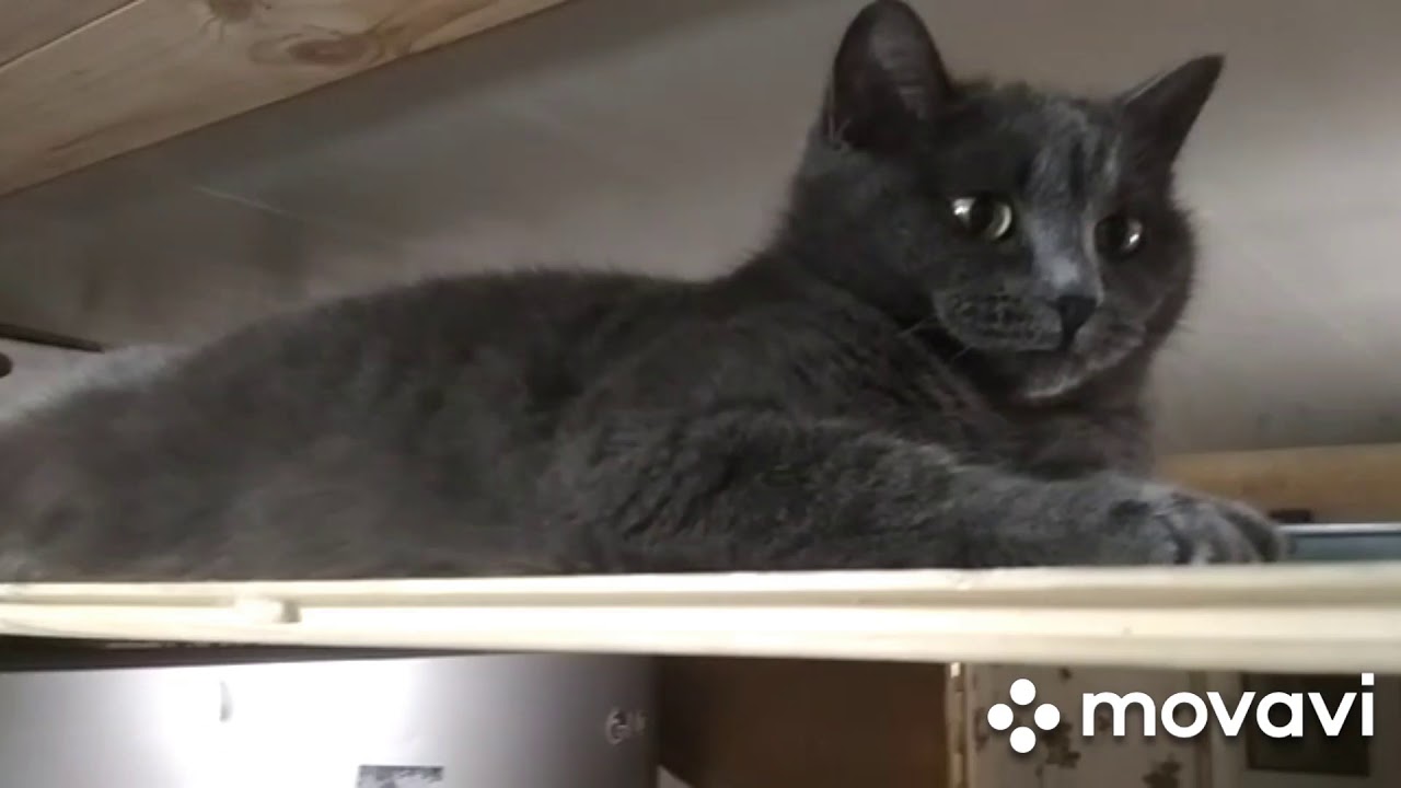 21.01 Домашние хлопоты. Мазь Ям, лечим лишай. Чем украсить дом вместо ёлки🤔?!?