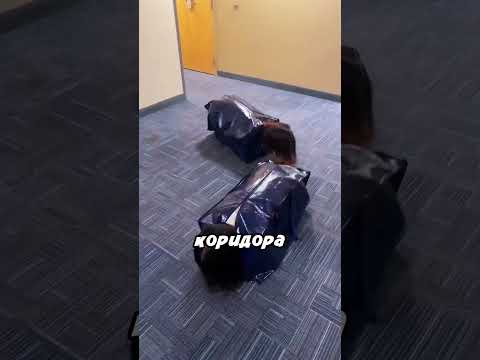 Залезли в сумки и устроили гонку 😂