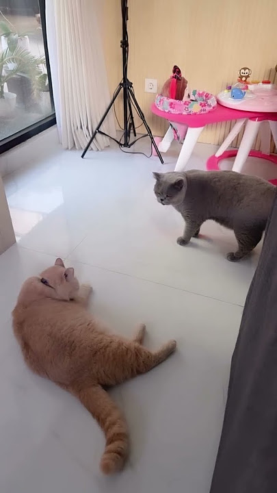 2 Kucing Bella Bonita Yang Lucu Semua #belbon #dennycaknan #shorts