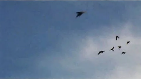 Fieldsports Britain - North Devon wildfowling, episode 54