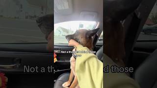 Funny dog #funny #dog #pets #funnyvideo #fyp