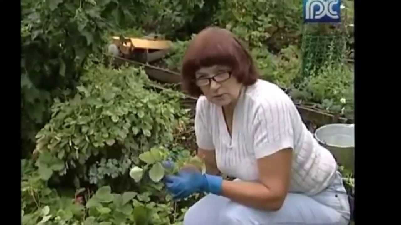 Посадка рассады клубники