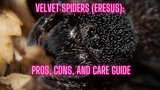 Velvet Spiders (Eresusidae): Pros, Cons, and Care Guide