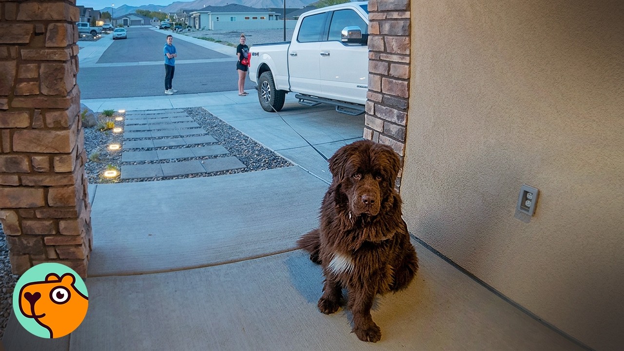 Dog Waits At Neighbor’s Door To Play With His BFF | Cuddle Buddies ...