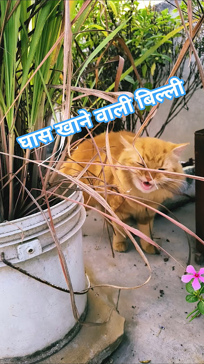 7 Simba ghas Kha Raha Hai nalayak #funny #comedy