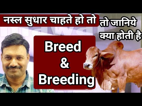 Video: What Is Breeding