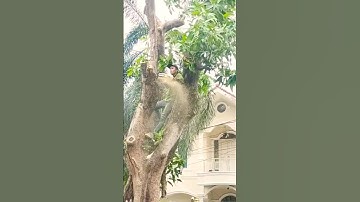 skill technique for cutting down a large mango tree #shortvideo #treecutting #chainsaw