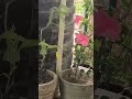 zindagi jeene ka naam hai #gardening #plants