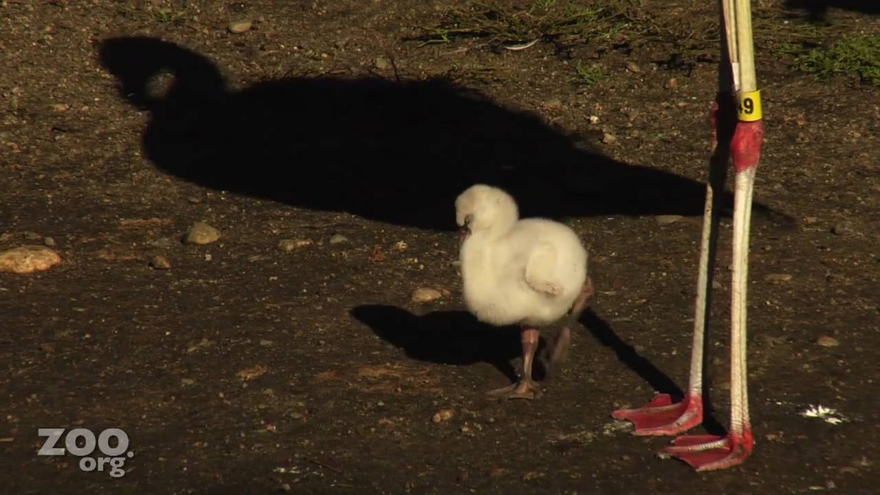 Funny Baby Flamingo SQUEAKS! 