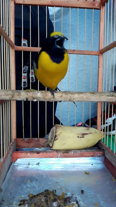 o vim vim cantador esse é fera canta muito lindo