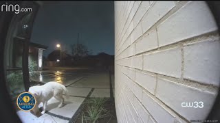 WATCH: Amazing video of doggy porch pirate