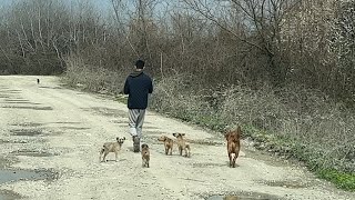 We picked up the gang of puppies from the road and took them back to their tent.