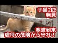 2ヶ月の子猫兄妹を発見！寒波到来・虐待の危険から守れ！【子猫保護①】