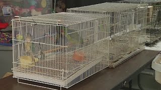 SPCA performs massive raid in Wilson