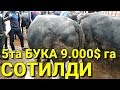 УЗБда 72 млнга 9000$  5та БУКАЛАР СОТИЛДИ