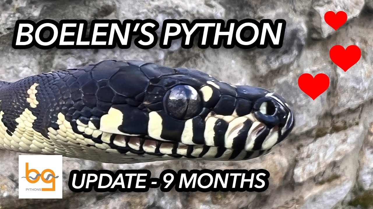 Boelen Python