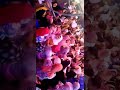 عقبال عندكم مهرجان الدخيله خطوبه حمو يسري ابني