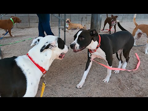 Dog TV Daycare #15