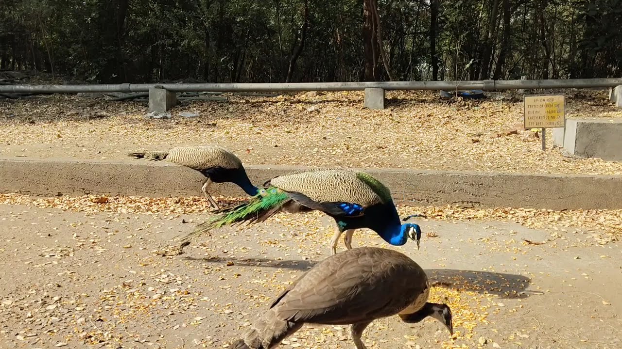 Peafowls & Crow Feeding Together | Beautiful Wildlife Scene in India 🦚🐦