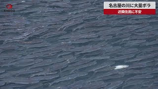 【速報】名古屋の川に大量ボラ 近隣住民に不安