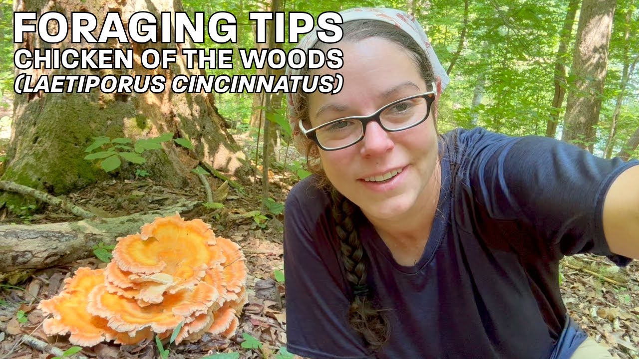 Chicken of the woods! Foraging & ID tips for Laetiporus cincinnatus